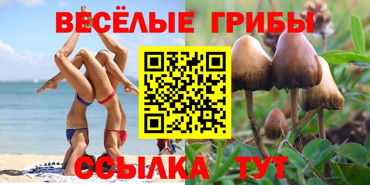 Псилоцибиновые грибы Psilocybe Кемерово